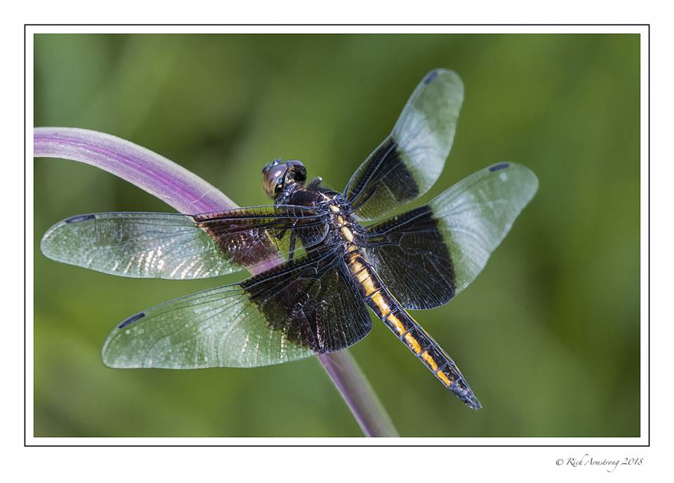 dragonfly 2 copy 3.jpg